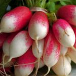 Radish - French Breakfast - Medium Length with scarlet roots. Longer type radishes. That can be grown in warmer weather than round types. Plant in full shade in warm months to help resist bolting. - Click for more details!